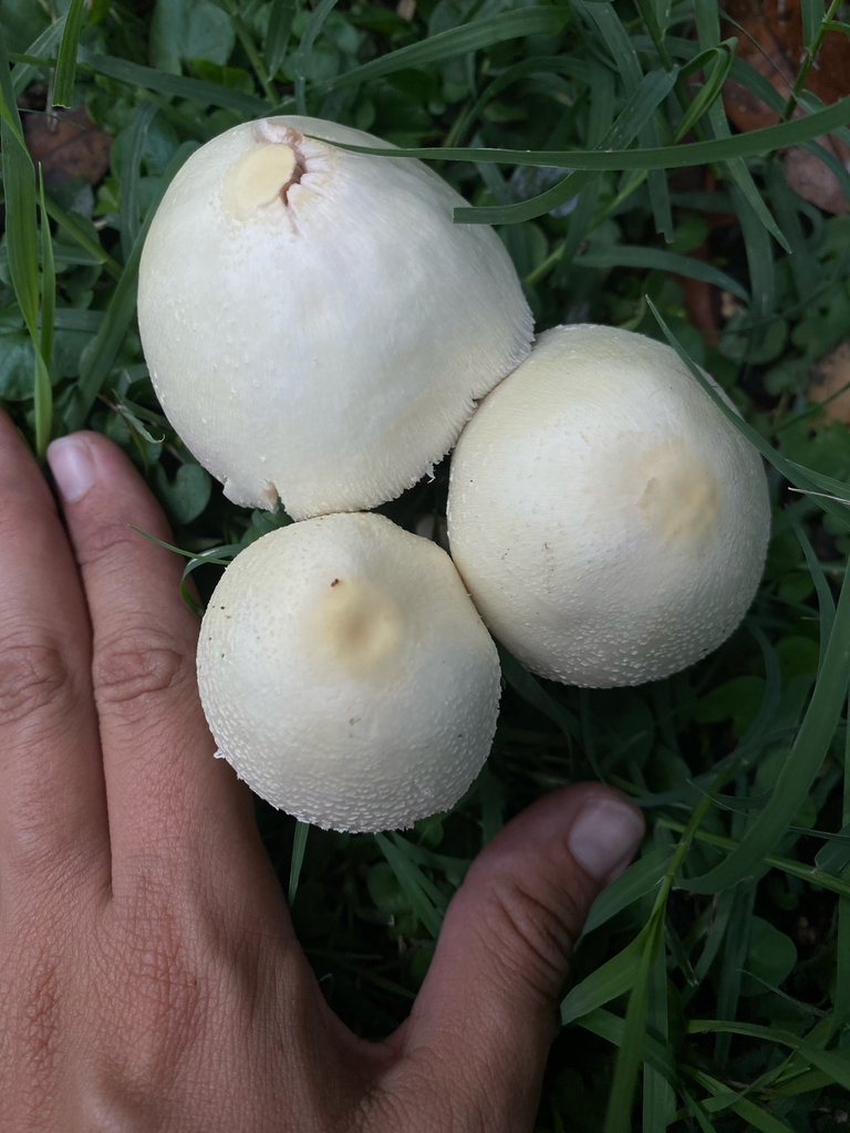 Chlorophyllum hortense · February 2025 · photo: © tutitah (iNaturalist, cc0)