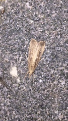 Thopeutis forbesellus