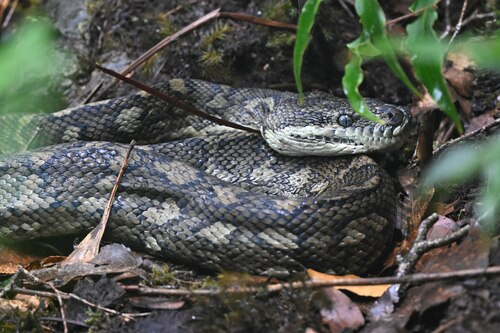 Coastal Carpet Python sighting