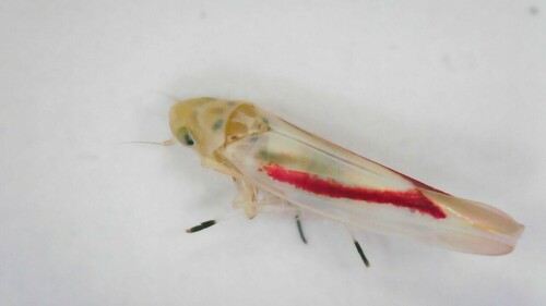 Zygina eburnea