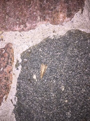 Thopeutis forbesellus