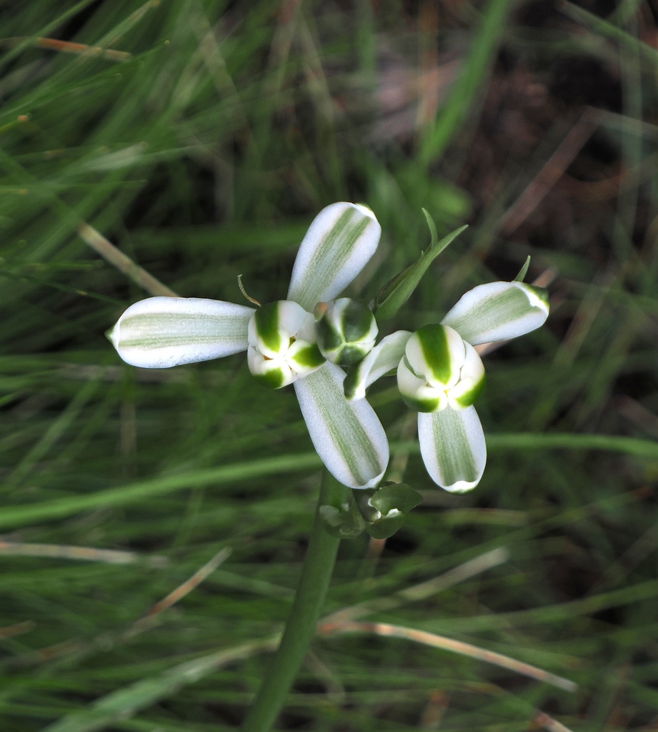 Albuca fastigiata, Thabo Mofutsanyana District Municipality, South Africa