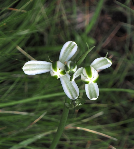 Albuca fastigiata