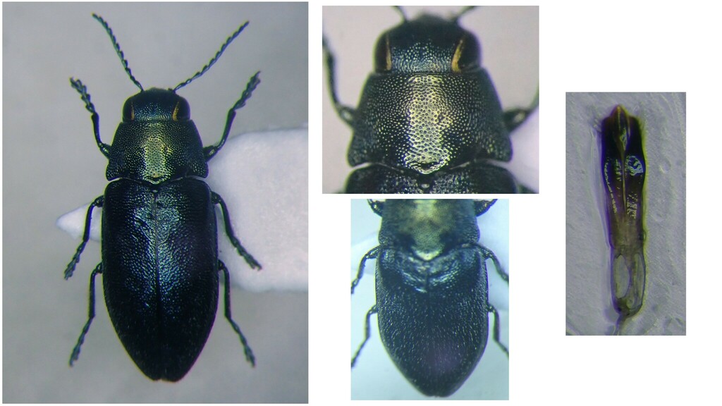 Phaenops formaneki