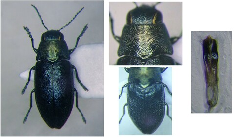 Phaenops formaneki