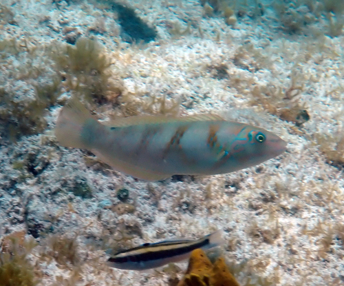 Blackear wrasse (Halichoeres poeyi) — Labridae — 5