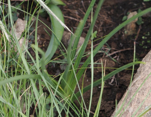Albuca fastigiata