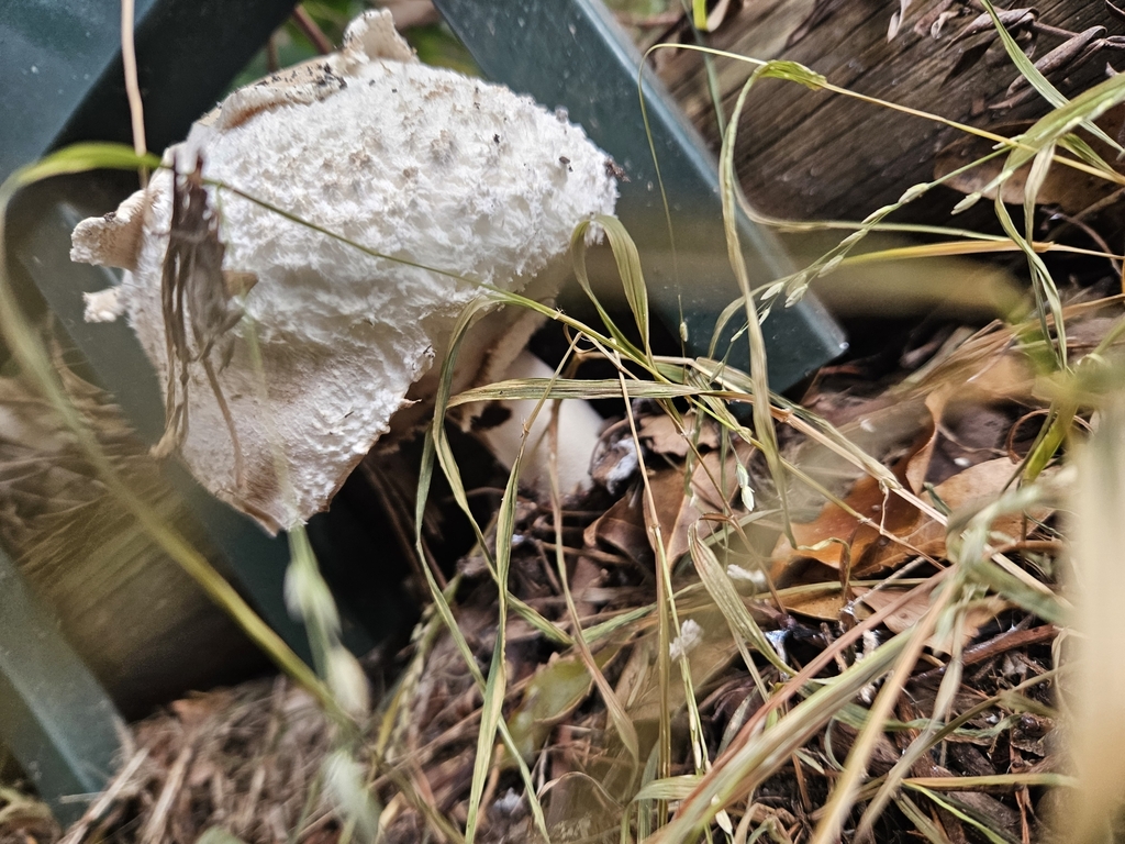 Chlorophyllum nothorhacodes · February 2025 · photo: © marsyd (iNaturalist, cc0)