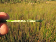 Eleocharis cellulosa