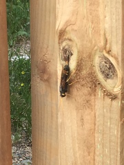 Urocerus flavicornis