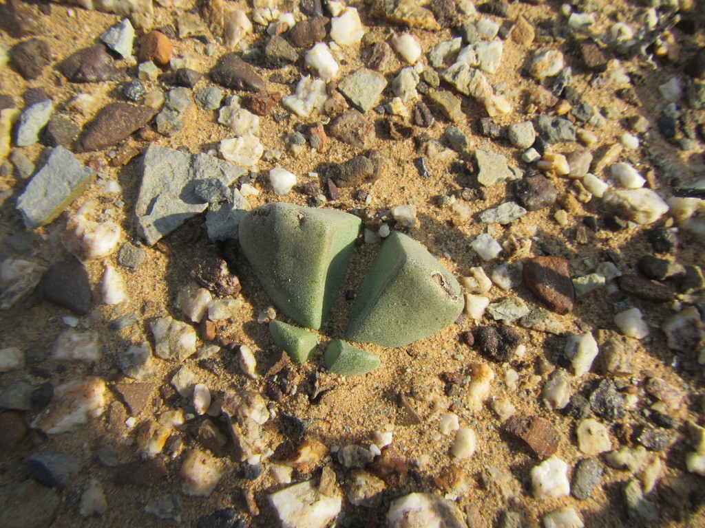 Didymaotus lapidiformis, Cape Winelands, ZA-WC, ZA