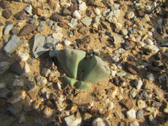 Didymaotus lapidiformis