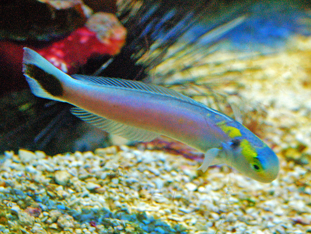 Yellow-Spotted Tilefish