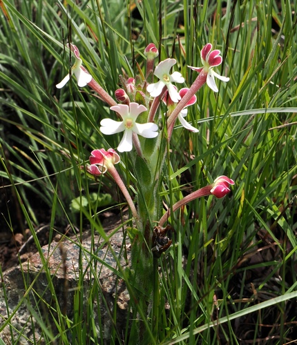 Image of Zaluzianskya microsiphon by (c) desertnaturalist, some rights reserved (CC BY)