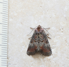 Mesoligia literosa