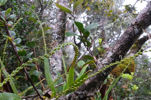 Selliguea soridens observed 2025-01-28