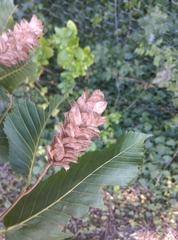 Ostrya carpinifolia