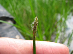 Eleocharis elongata