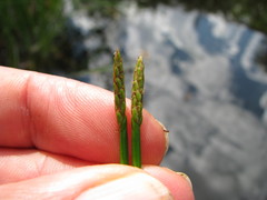 Eleocharis elongata