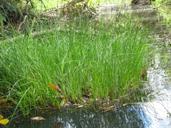 Eleocharis elongata