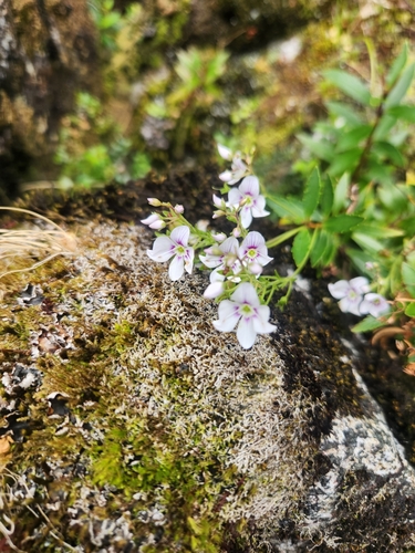 Veronica catarractae, photograph 5