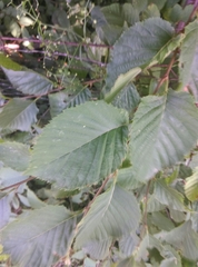 Ostrya carpinifolia