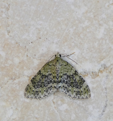 Acasis viretata