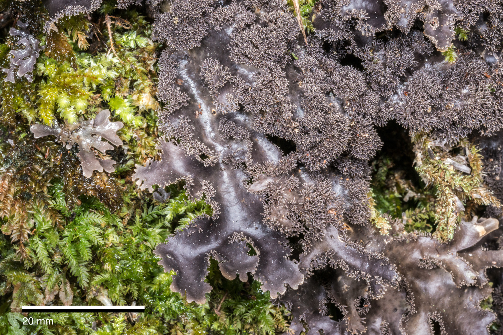 Pseudocyphellaria dissimilis image