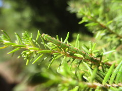 Cyclophora maderensis