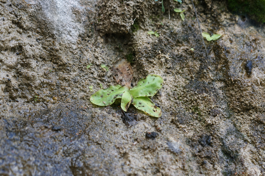 Pinguicula sehuensis