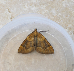 Eulithis populata