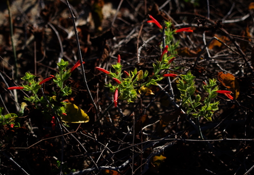 Image of Justicia purpusii by (c) Bill Levine, some rights reserved (CC BY)