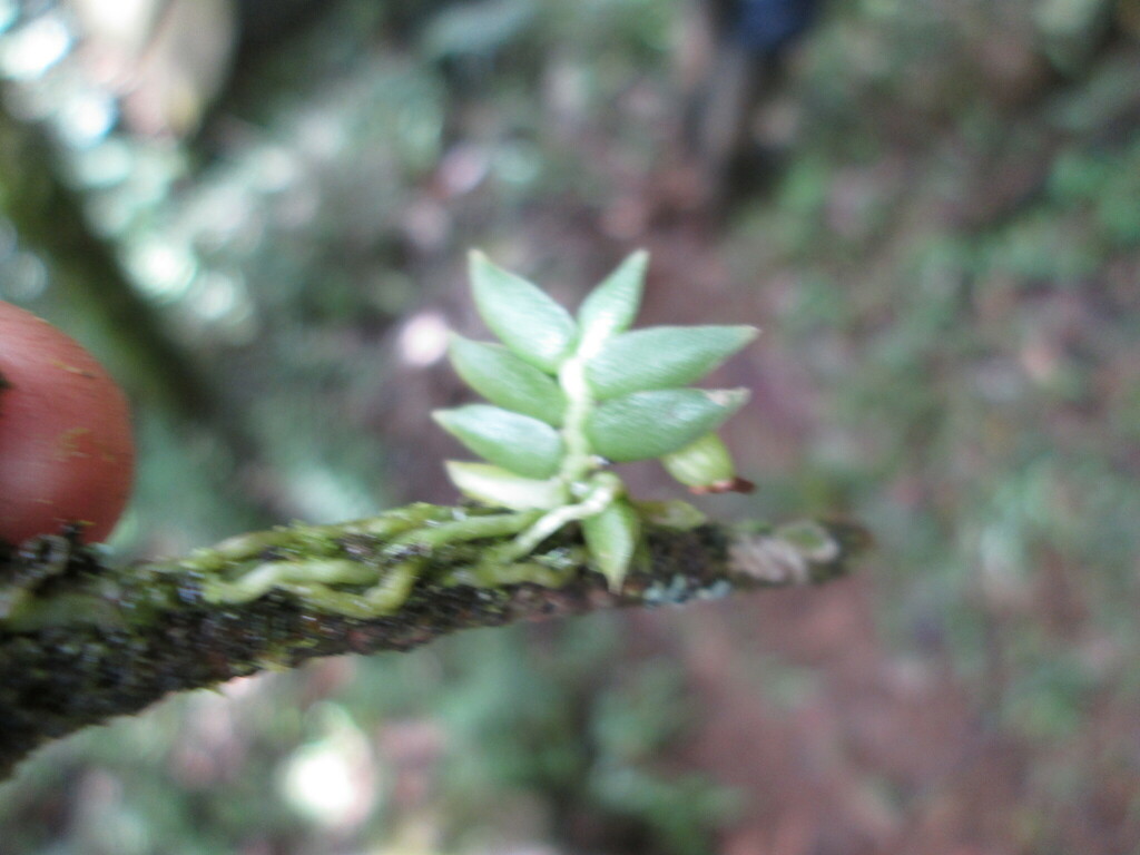 Lemurangis