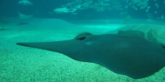 Sharpnose Ray photo 2