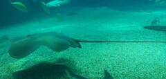 Sharpnose Ray photo 3