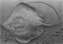 Sharpnose Ray photo 4