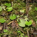 Corybas vitreus - Photo (c) memopob, μερικά δικαιώματα διατηρούνται (CC BY-NC), uploaded by memopob