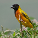 Black-headed Weaver - Photo (c) Nik Borrow, some rights reserved (CC BY-NC)
