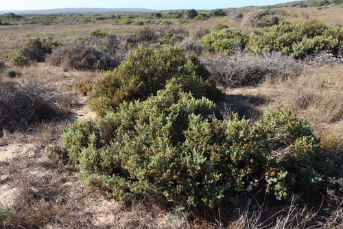 Image of Ruschia indecora by (c) Tony Rebelo, some rights reserved (CC BY-SA)