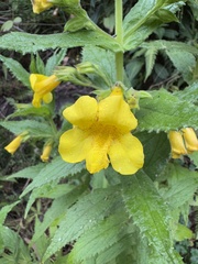 Hemichaena fruticosa