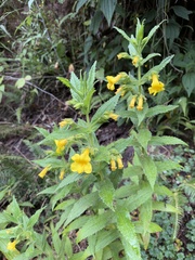 Hemichaena fruticosa, photograph chrisdt, CC BY, iNaturalist via GBIF