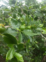 Gardenia resinifera