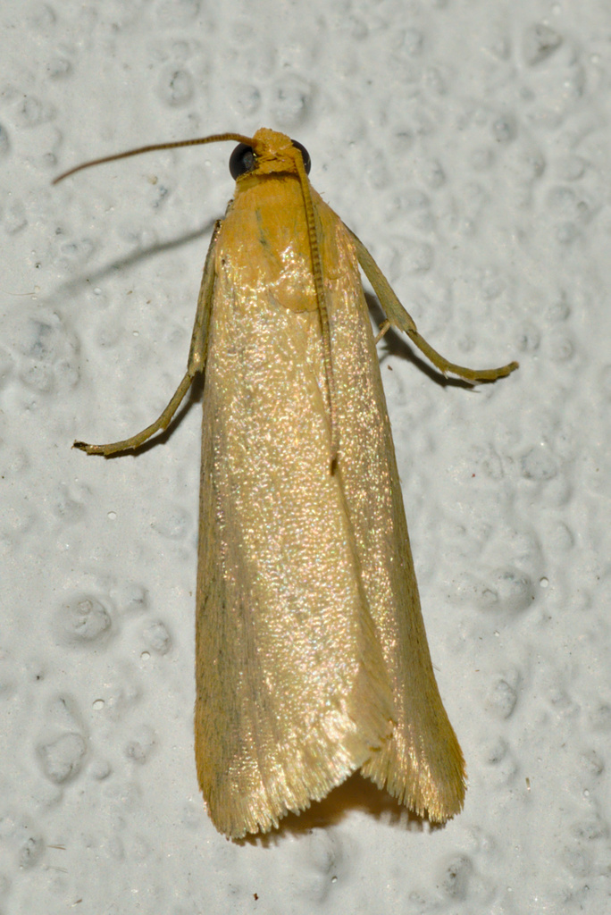 Hairy Knot-horn