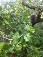 Gardenia resinifera