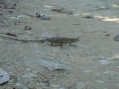 Polychrus marmoratus