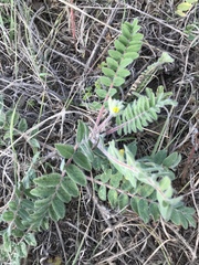 Astragalus dasyanthus
