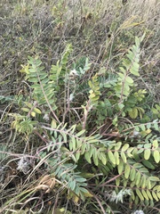 Astragalus dasyanthus