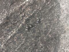 Nilgiritragus hylocrius