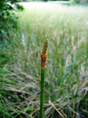 Eleocharis interstincta