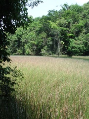 Eleocharis interstincta